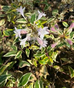Abelia x grandiflora “Hopleys”
