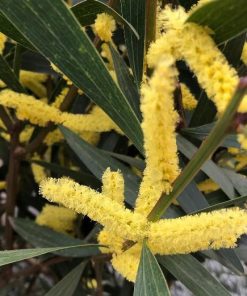Acacia longifolia “Bega d’Oro”