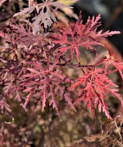 Acer palmatum “Dissectum Stella Rossa”