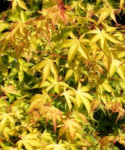 Acer palmatum “Katsura”