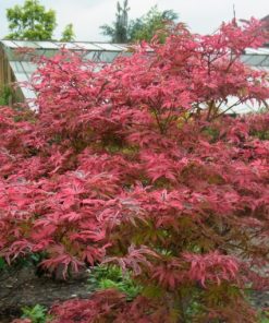 Acer palmatum “Shirazz”