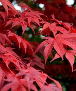 Acer palmatum “Ōsakazuki”