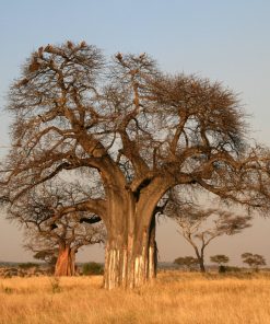 Adansonia digitata