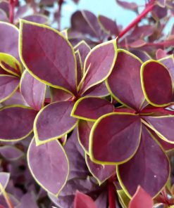 Berberis thunbergii “Coronita”