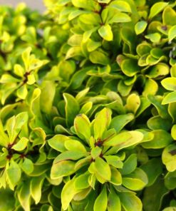 Berberis thunbergii “Tiny Gold”
