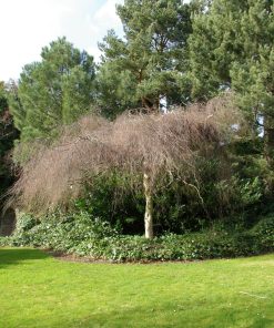 Betula pendula “Youngii”