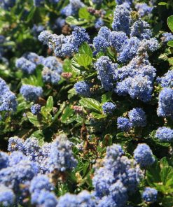 Ceanothus “Spring Party”