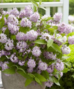 Deutzia “Raspberry Sundae”