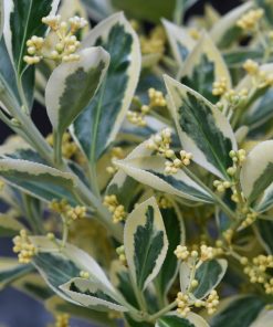 Euonymus japonicus “Bravo”