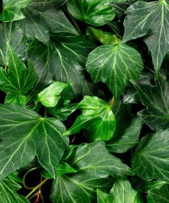 Hedera helix “Green Ripple”