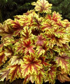 Heucherella “Gold Zebra”