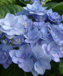 Hydrangea macrophylla “Romance Blue” – You & Me