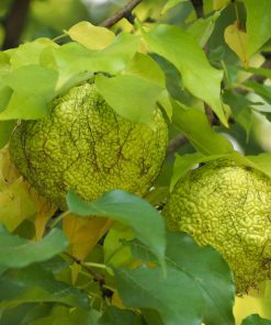 Maclura pomifera