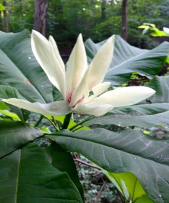 Magnolia tripetala