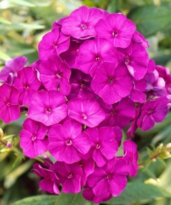 Phlox paniculata “Düsterlohe”