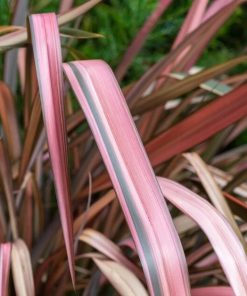 Phormium “Rainbow Queen”