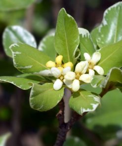 Pittosporum tobira “Variegatum”