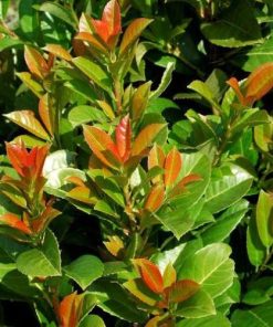 Prunus laurocerasus “Etna”