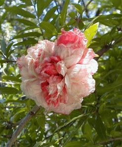 Punica granatum a fiore rosa
