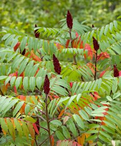Rhus typhina
