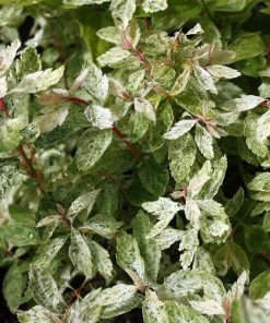 Spiraea x vanhouttei “Pink Ice”
